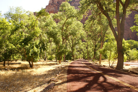 Scenic Drive Zion NP